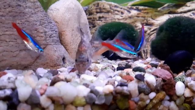 Neon innesa, Kiryski pstre / Paracheirodon innesi, Corydoras paleatus / Neon tetra, Peppered catfis смотреть онлайн
