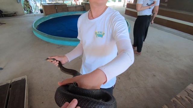 KING COBRA SHOW! | Chiang Mai Thailand смотреть онлайн