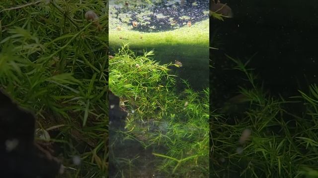 Amazing Central African Killifish!!! Fundulopanchax gardneri смотреть онлайн