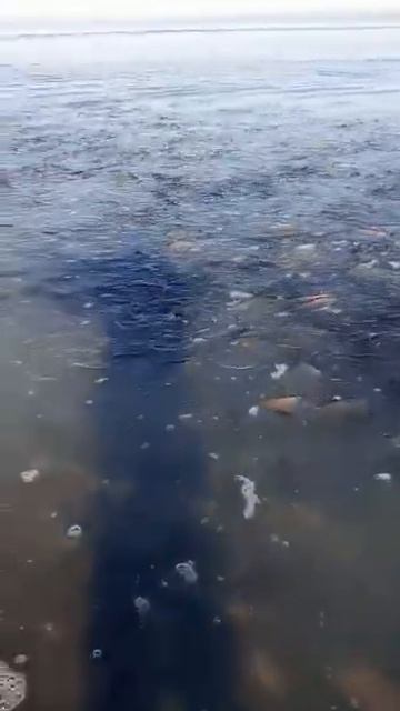 Море "закипело" у берегов Сахалина во время нереста сельди смотреть онлайн