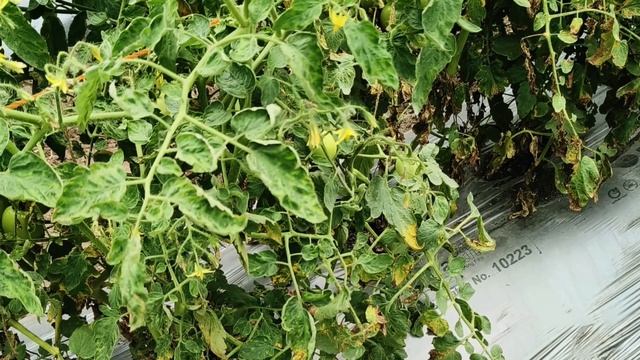 टमाटर  मै  Early Blight,late Blight ,septoria Leaf Spot की रोकथाम Ki Puri Jankari