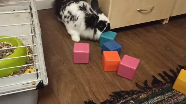 Кролик играет с кубиками смотреть онлайн