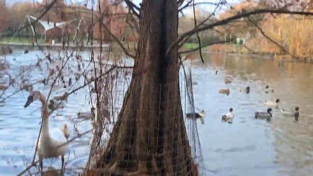 Собираю материал для нового состава БАРМАТУХИ.  ( Продаю семена томатов)