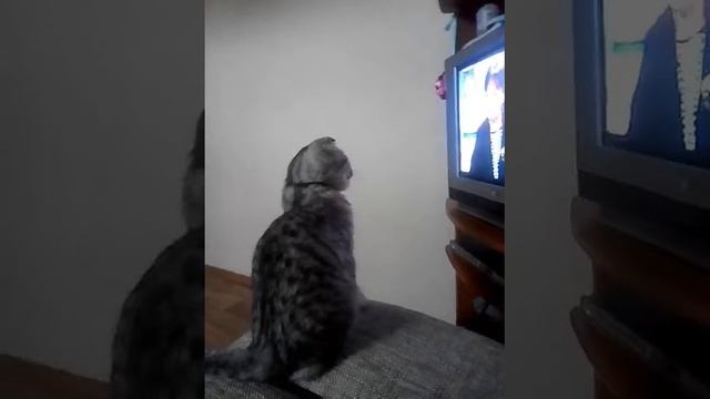 Моня смотрит давай поженимся😘😂 смотреть онлайн