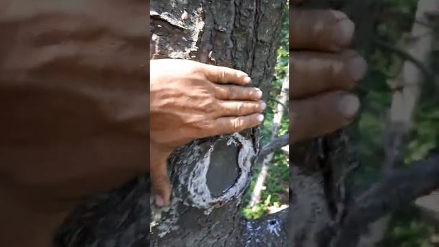 20170819 150937 смотреть онлайн
