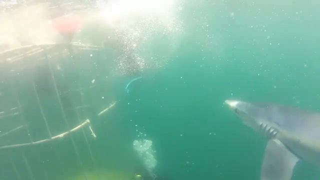 diving with blue sharks смотреть онлайн