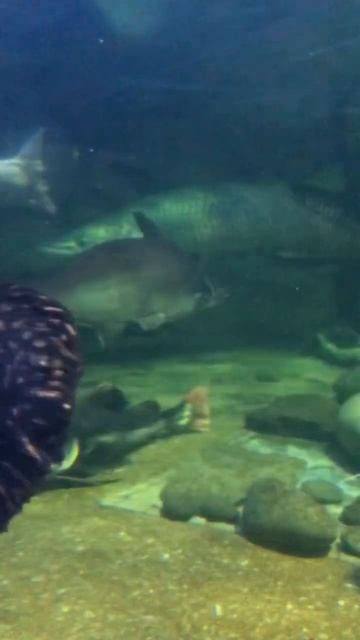 Arapaima Gigas Terbesar #shorts #short #videos #video #fyp #arapaimagigas смотреть онлайн