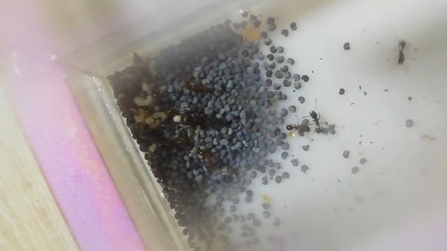 Переселение Жнецов в новый формикарий. смотреть онлайн