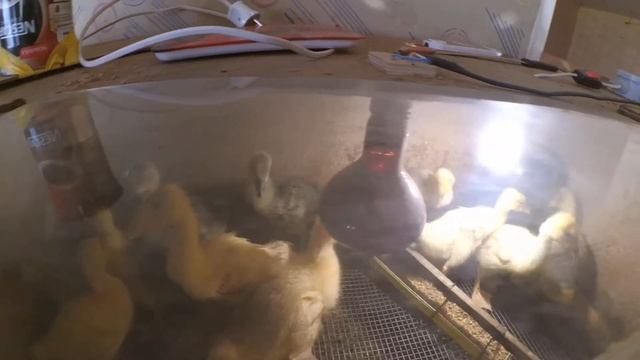 опять гуси смотреть онлайн