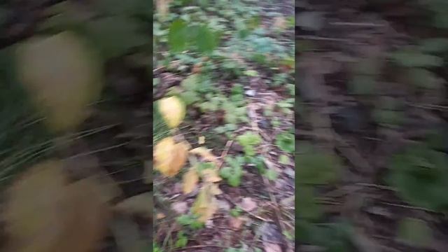 Грибной сезон 2022 👍 смотреть онлайн