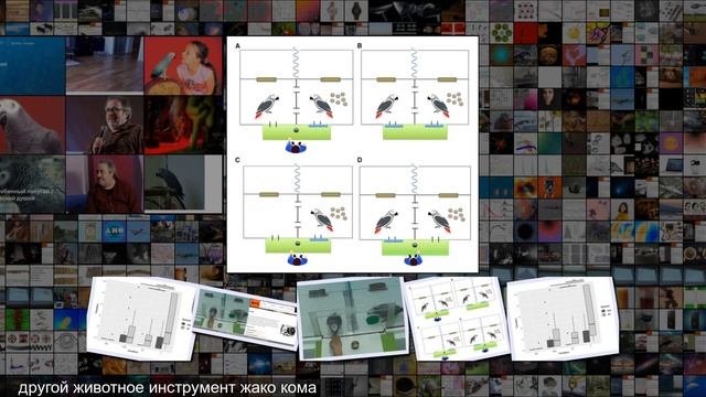 Жако бескорыстно помогли сородичам получить угощение смотреть онлайн