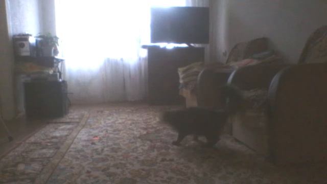 Кот и лазерная указка! смотреть онлайн