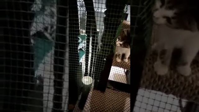 Ранетка осваивается смотреть онлайн