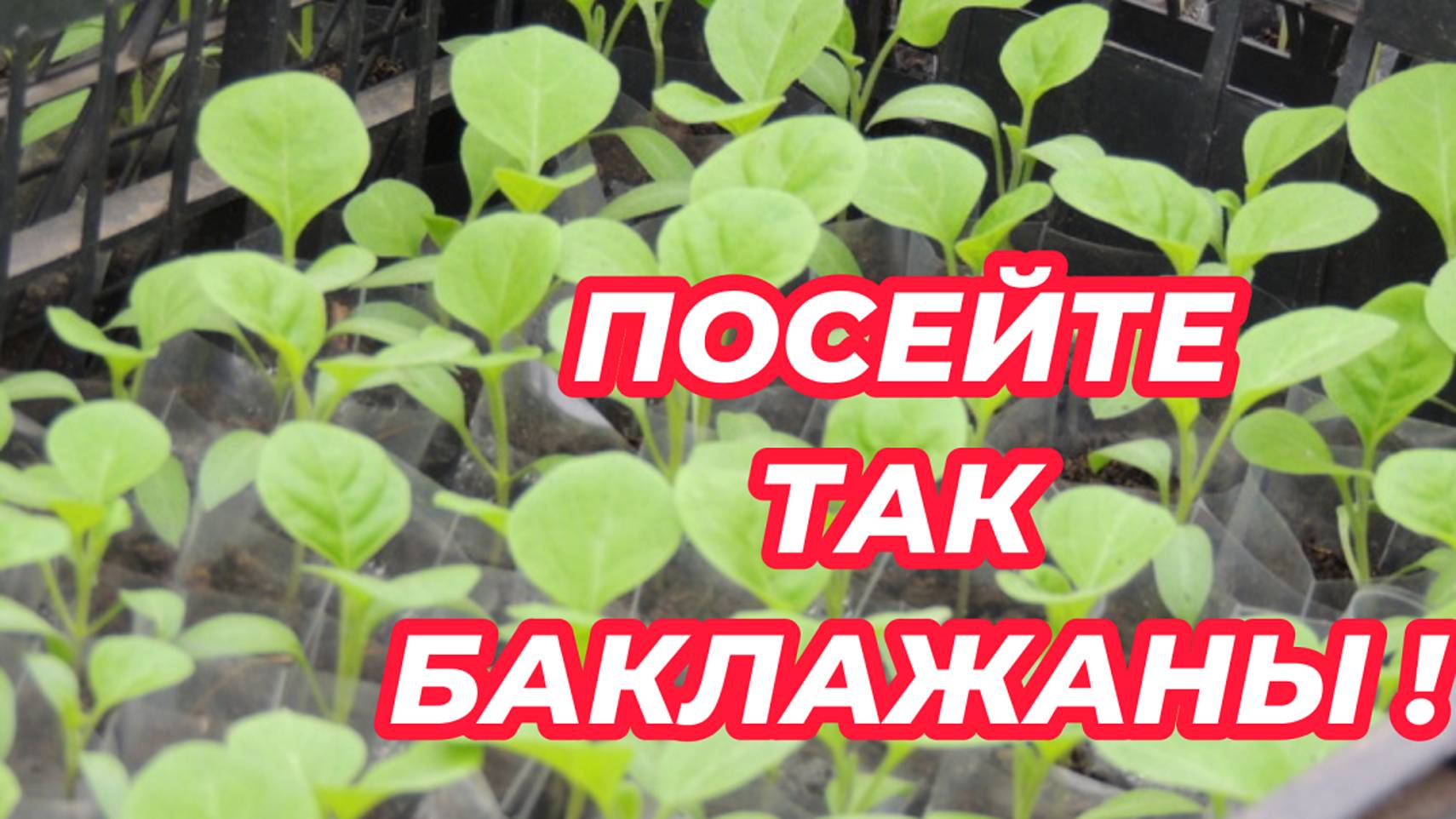 ПОСЕВ семян БАКЛАЖАНОВ на рассаду без земли. Лучший способ выращивания баклажанов из семян! смотреть онлайн