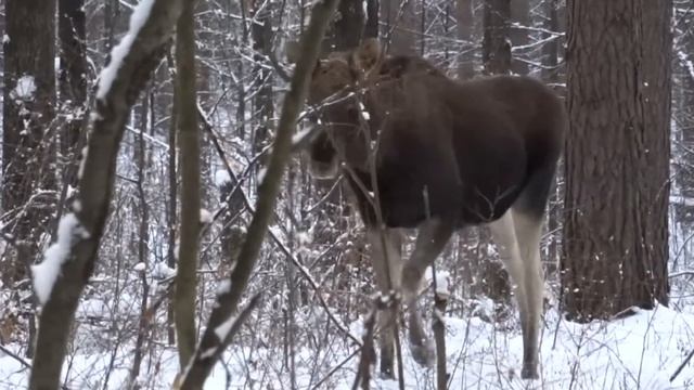 Лось в Большом бору 23.12.2014 смотреть онлайн
