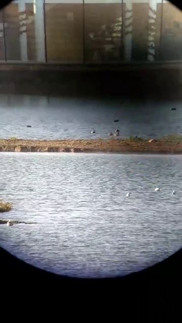 Peregrine through telescope смотреть онлайн