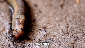 МОЩЬ ЛАВРОВОГО ЛИСТА ДЛЯ ОГОРОДА И КОМНАТНЫХ РАСТЕНИЙ