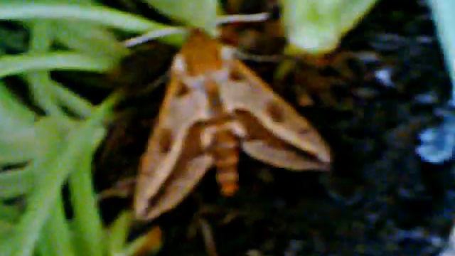 Hyles euphorbiae (Linnaeus, 1758) смотреть онлайн