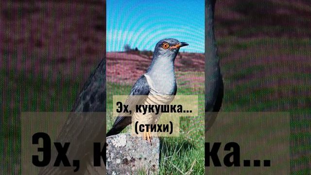 СТИХИ О ЖИЗНИ / КУКУШКИНА ПРАВДА / ЧИТАЕТ АВТОР #shorts #поэзия #философскиестихи