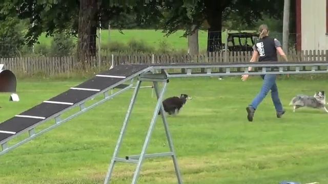 Agility med Zazzi och tydligen även Mira смотреть онлайн