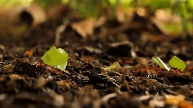 The ants смотреть онлайн