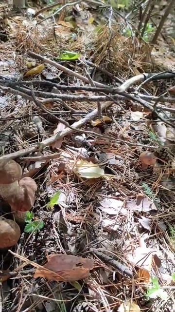 Тихая охота 2023. Подберезовики. #shorts  #грибы #тихая_охота #подосиновики