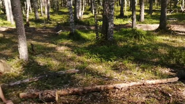 Человеки-обезьяны смотреть онлайн