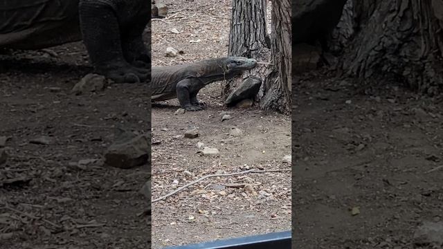 Komodo Dragon смотреть онлайн