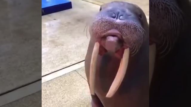 Свист моржа смотреть онлайн