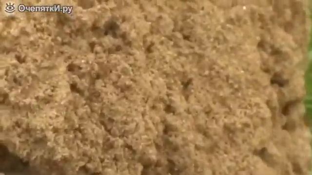 Дикие муравьи смотреть онлайн