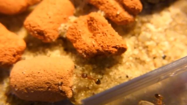 Tiny ants living in acorn gutting a cricket - Temnothorax cf. nylanderi (720p) смотреть онлайн