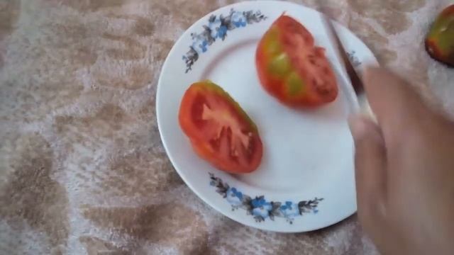 Томат 