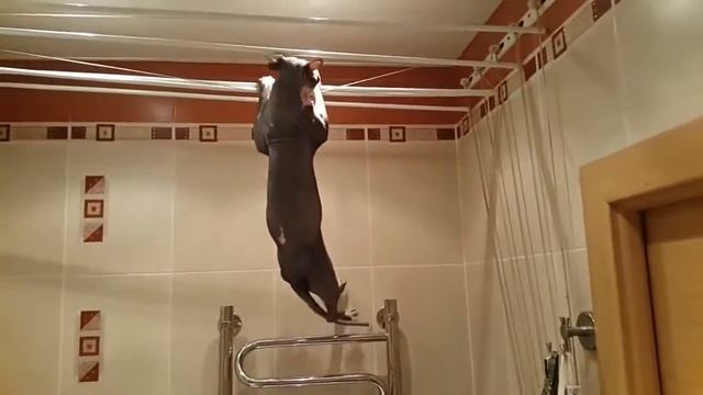 Кот спортсмен смотреть онлайн