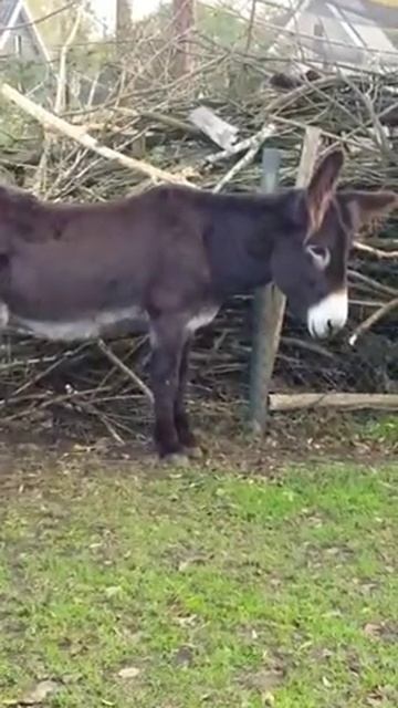 De Ezels in de Ezel Wei смотреть онлайн