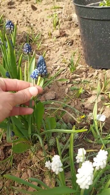 Чтоб не быть голословной - сортовые мускари в нашем огороде. #бирюлька смотреть онлайн