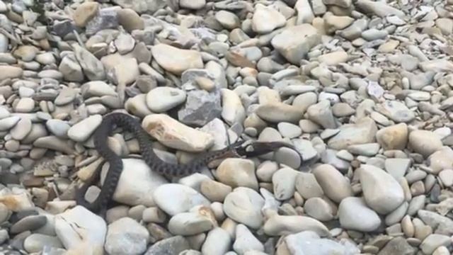 Змея пытается съесть рыбу.. смотреть онлайн