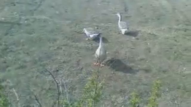 Алексей дразнит гусей:D смотреть онлайн