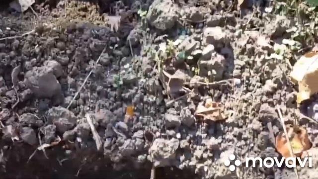 🍅#121#🍅Пора садить озимый чеснок!!!🧄🧄🧄Чеснок дело тонкое!!!🧄🧄🧄🔔🔔 смотреть онлайн