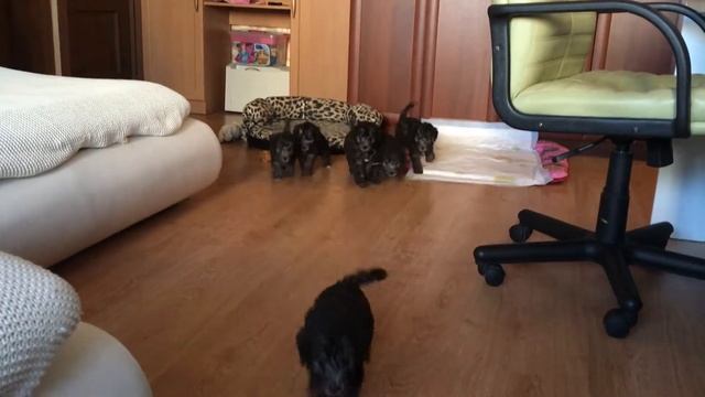 Бедлингтоны бегут смотреть онлайн