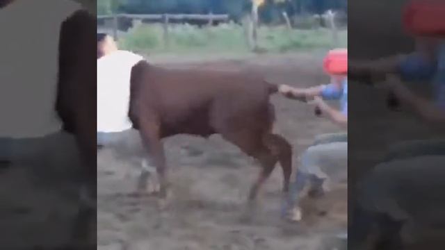 Поимай быка за рога⚡😀 смотреть онлайн