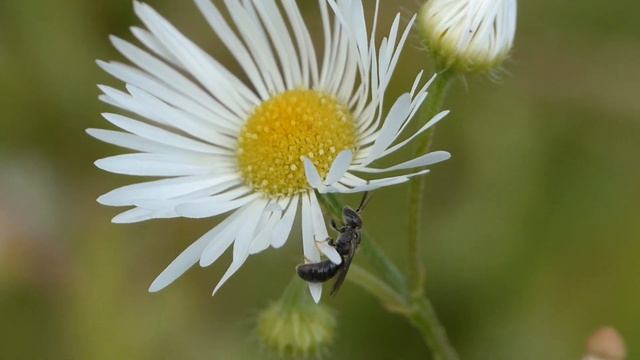 Mini-mini abeille solitaire (Hymenoptera à identifier 2021) juste pour le fun смотреть онлайн
