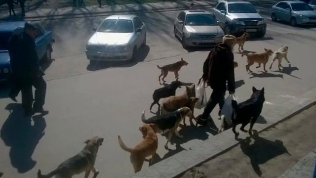 Внезапная угроза. Нападения собак на людей стремительно растут. смотреть онлайн