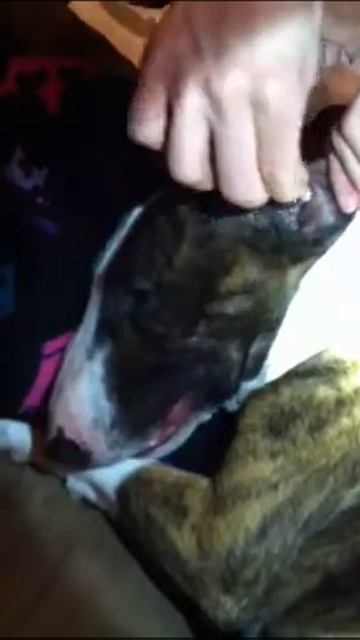 Mini bull terrier gets ears cleaned смотреть онлайн