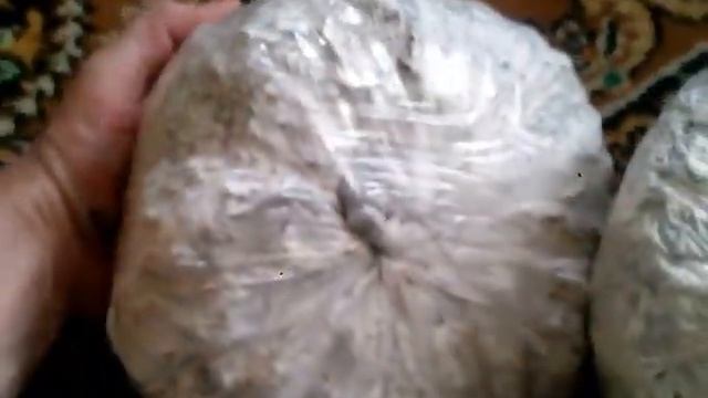 Шии-таке. Стадия попкорна