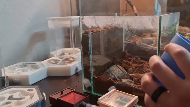 The Fuzzy Shield Ants(Meranoplus peringueyi) Get a New Home смотреть онлайн