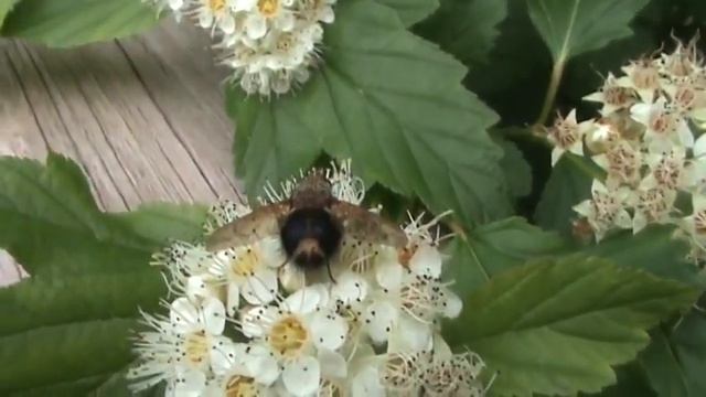 Sonny sees a fly that looks like a bee смотреть онлайн