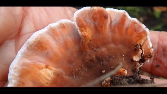 Abortiporus Biennis  Sithonia Greece 7 12 2019