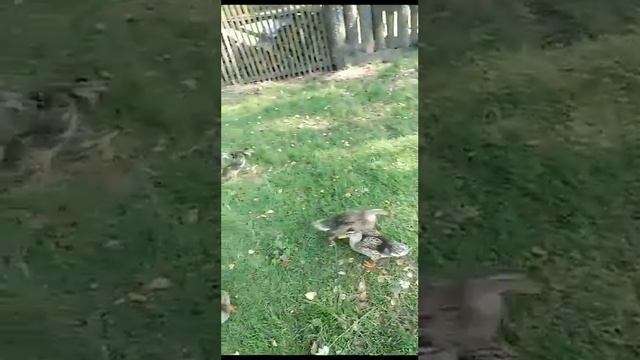 утята подсадной утки. растёт племя. ✌️👽МАМЕНЬКА МАРИНЭ ГОЛОСИТ, СЛУШАЙ ГОЛОС НАСТРАИВАЙ МАНОК смотреть онлайн