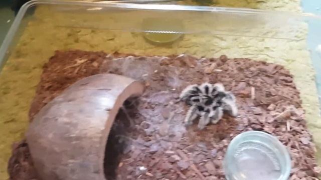 Brachypelma albopilosum смотреть онлайн