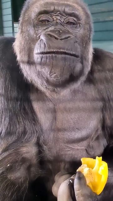 Her favourite vegetable, peppers! #gorilla #eating #asmr #satisfying смотреть онлайн